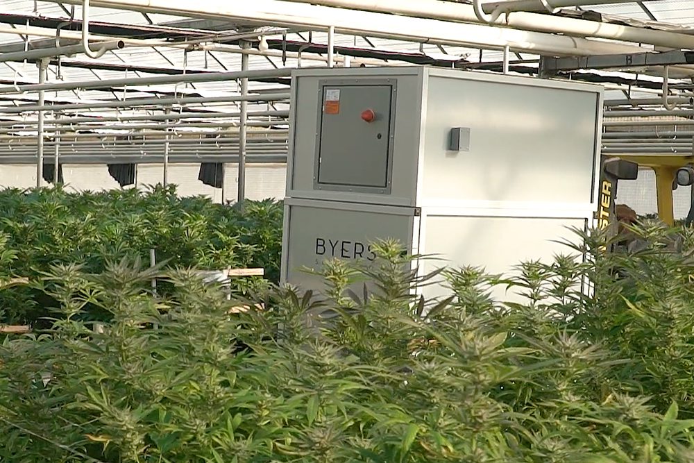 the MT-6 scrubber in a cannabis factory, helping curb hemp cultivation odors